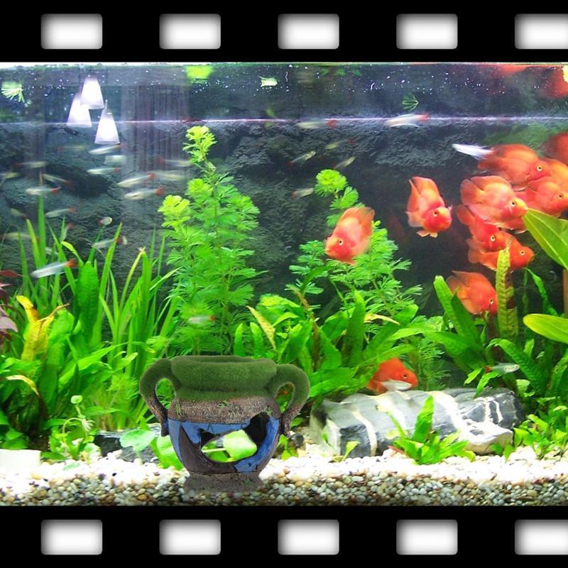 Vaso in resina da 1 pezzo con  - Marine Aquarium For Sale recensione e prezzo
