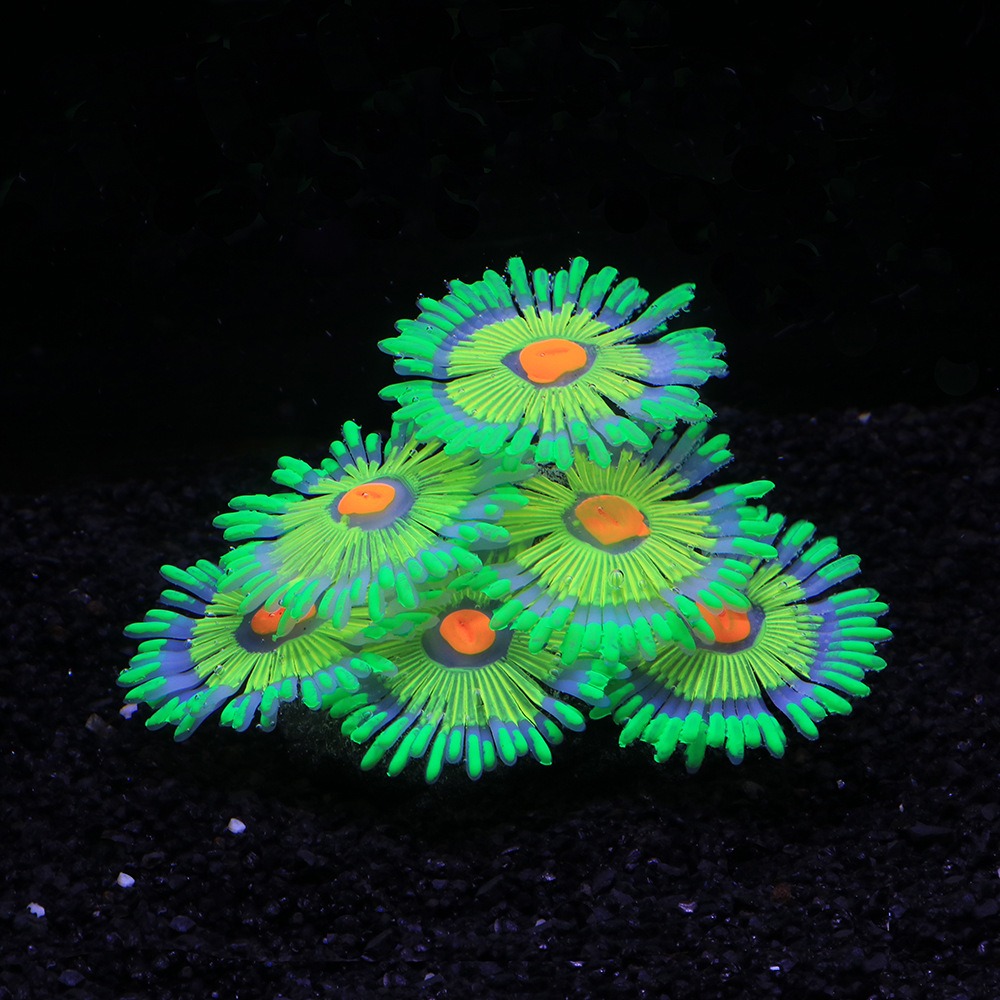Decorazioni Luminose per Acqua - Marine Aquarium For Sale recensione e prezzo