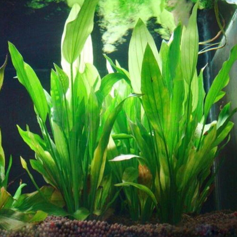 15cm artificiale acquario Deco - Marine Aquarium For Sale recensione e prezzo