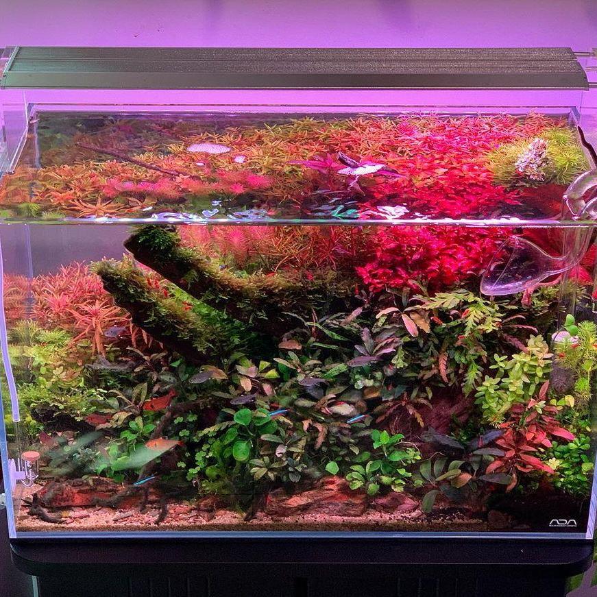 WEEK AQUA Luce LED Vivida per  - Marine Aquarium Led Lights recensione e prezzo
